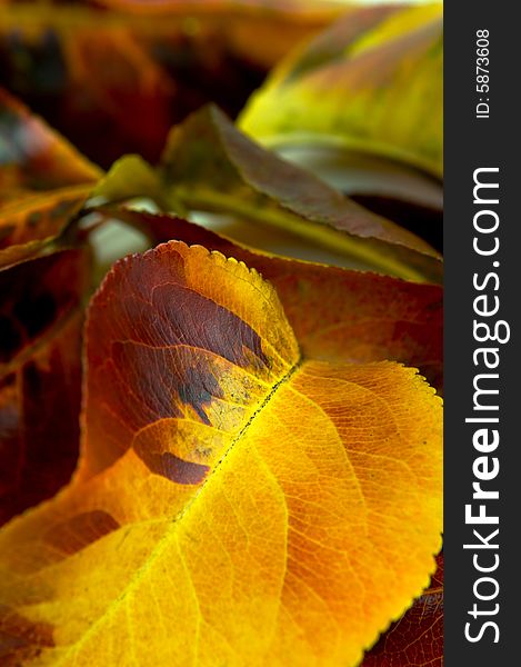 Autumn leaves isolated against a white background