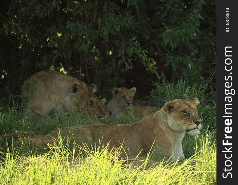 Female lions and their cubs under a tree in Kenya Africa