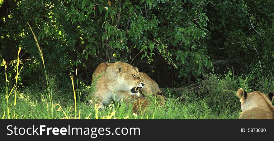 Lioness with her cubs under a tree Kenya Africa