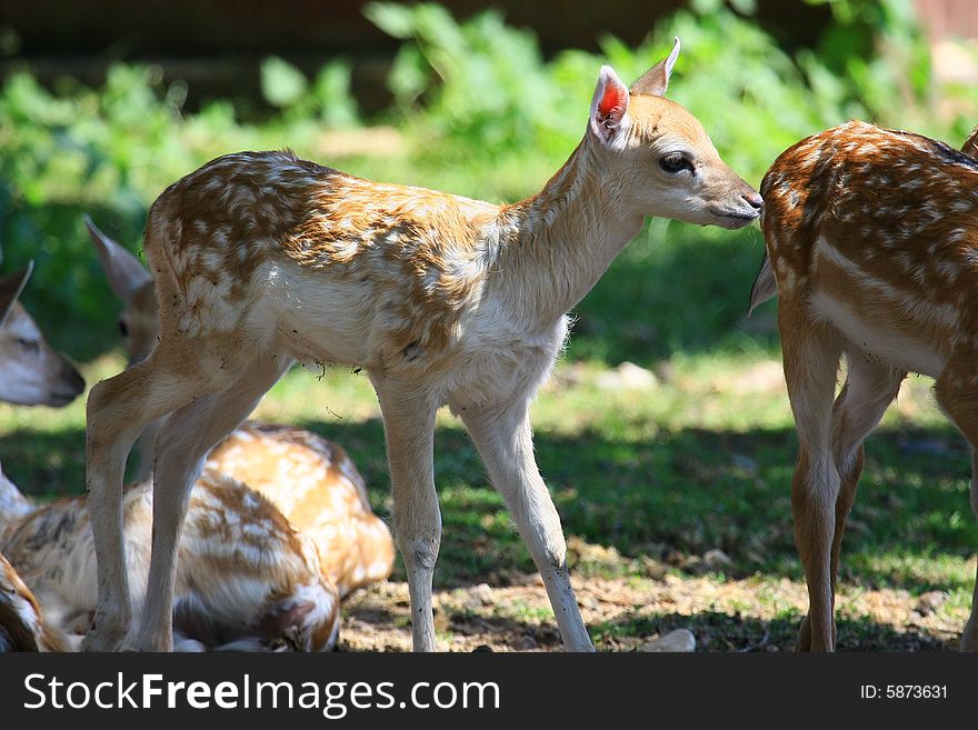 New born Fawns on their first days