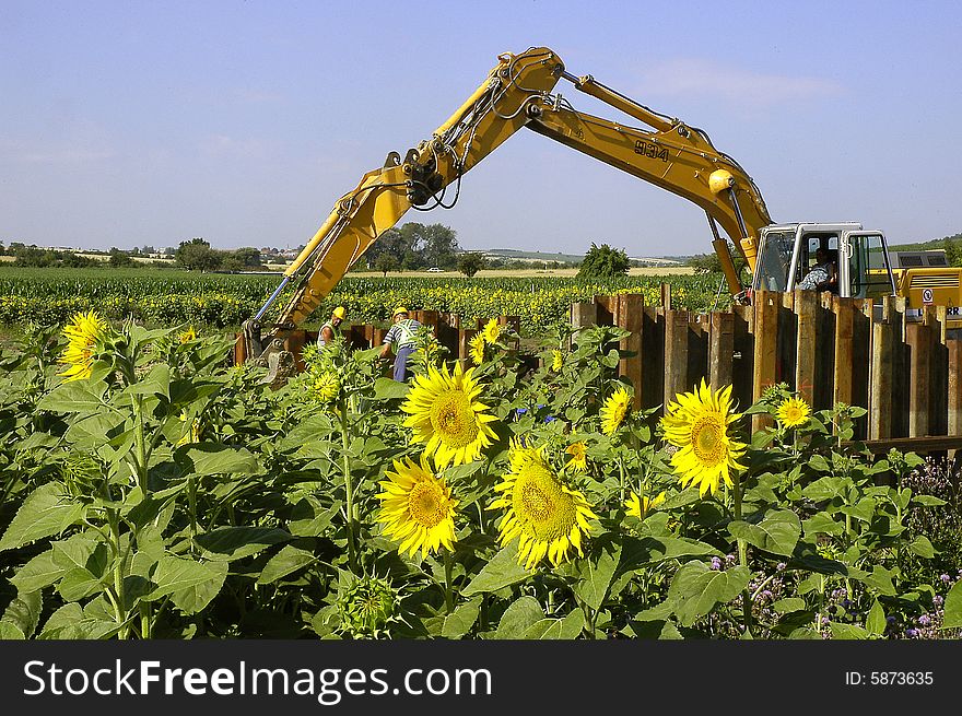 The sunflowers-field surrounds the excavator. The sunflowers-field surrounds the excavator