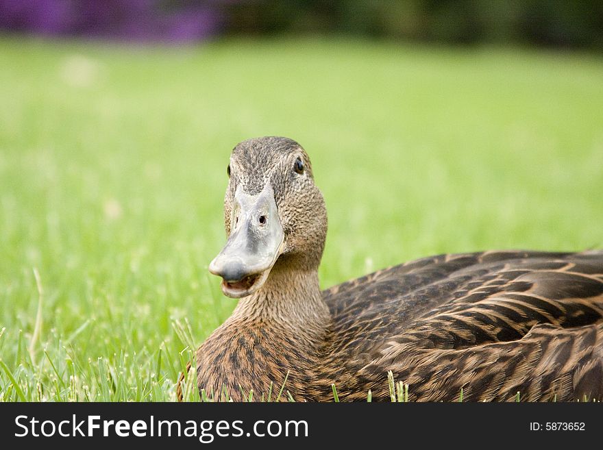 Adorable young duck playing in the grass at a local playground. Adorable young duck playing in the grass at a local playground.