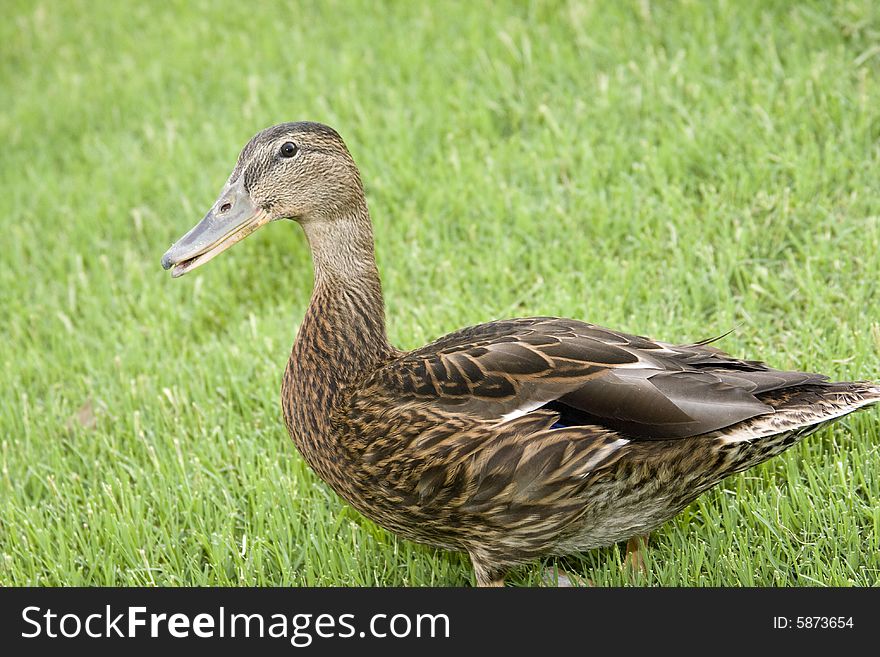 Adorable young duck playing in the grass at a local playground. Adorable young duck playing in the grass at a local playground.