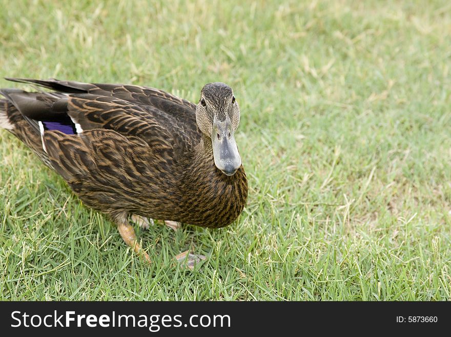 Adorable young duck playing in the grass at a local playground. Adorable young duck playing in the grass at a local playground.