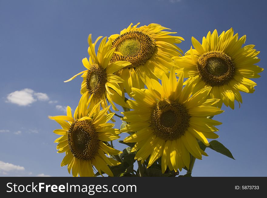Theme of an agriculture and the nature. Sunflower - a plant similar to the sun