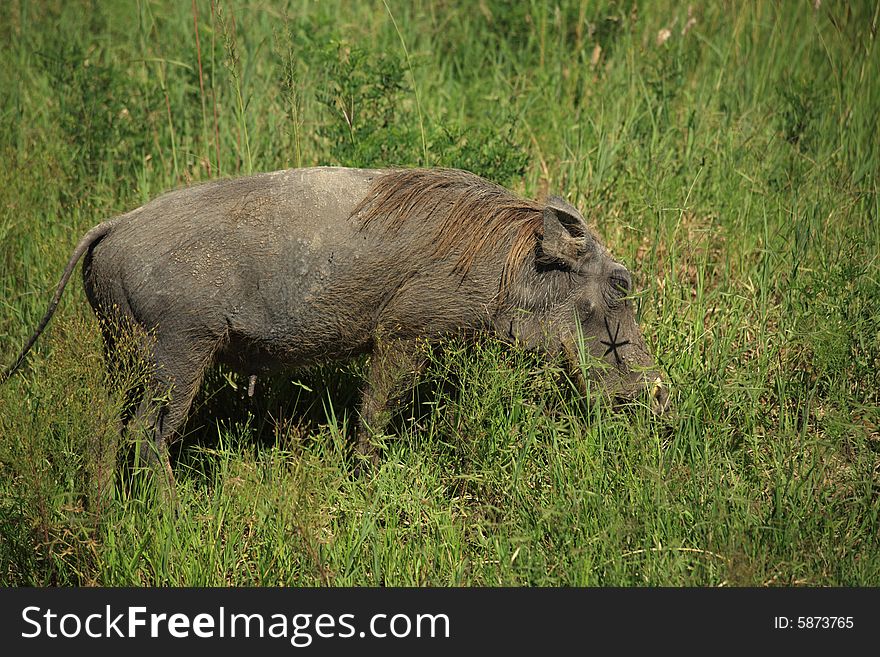 Warthog in the grass in Kenya Africa