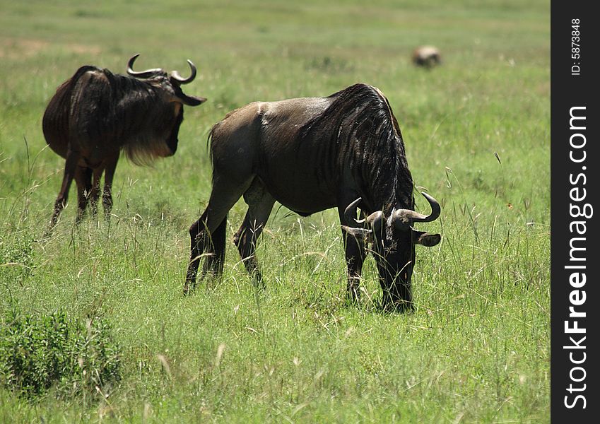 Grazing wildebeest