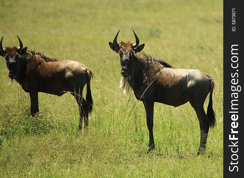 Two wildebeest stood in the green grass Kenya Africa