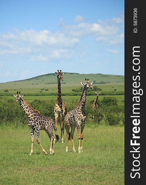 Three giraffe stood together in Kenya Africa
