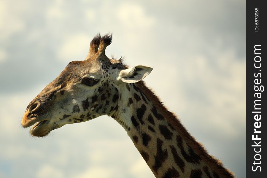 Side portrait of a giraffe