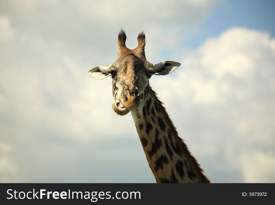 Giraffe chewing its food Kenya Africa