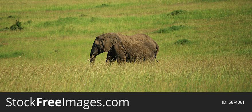 African elephant walking through the grass