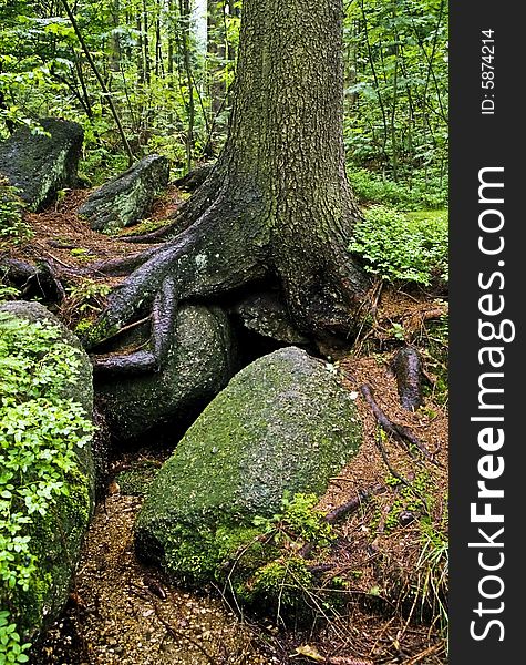 A large tree on the stones. A large tree on the stones