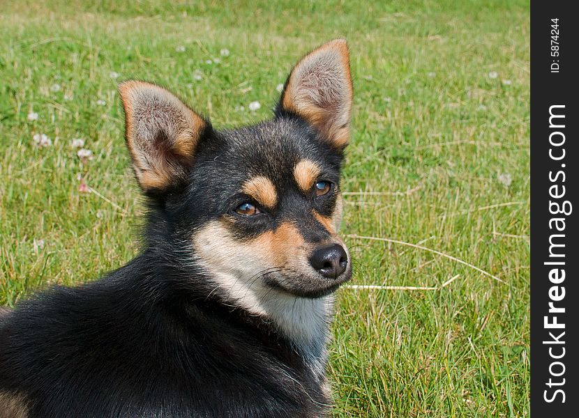 A close-up of small dog with bright eyes and yellow browes. Russian Far East, Primorye. A close-up of small dog with bright eyes and yellow browes. Russian Far East, Primorye.