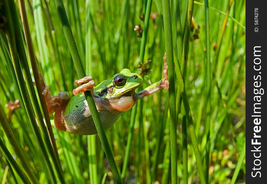 A close-up of a frog hyla (Hyla japonica) among haulms of cane. Russian Far East, Primorye. A close-up of a frog hyla (Hyla japonica) among haulms of cane. Russian Far East, Primorye.