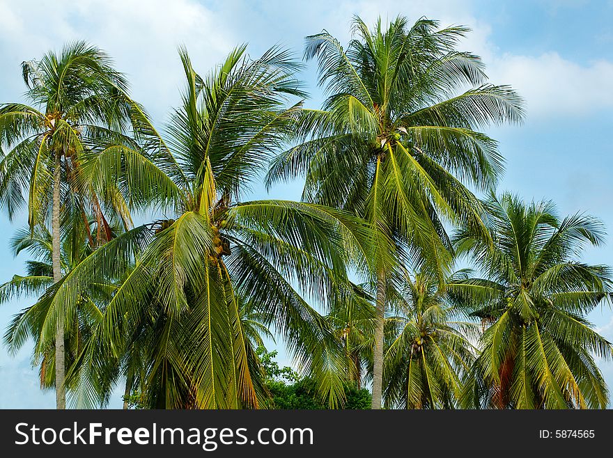 Lots of palm trees on sky background