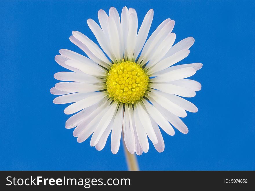 Perfect white daisy against blue background. Perfect white daisy against blue background