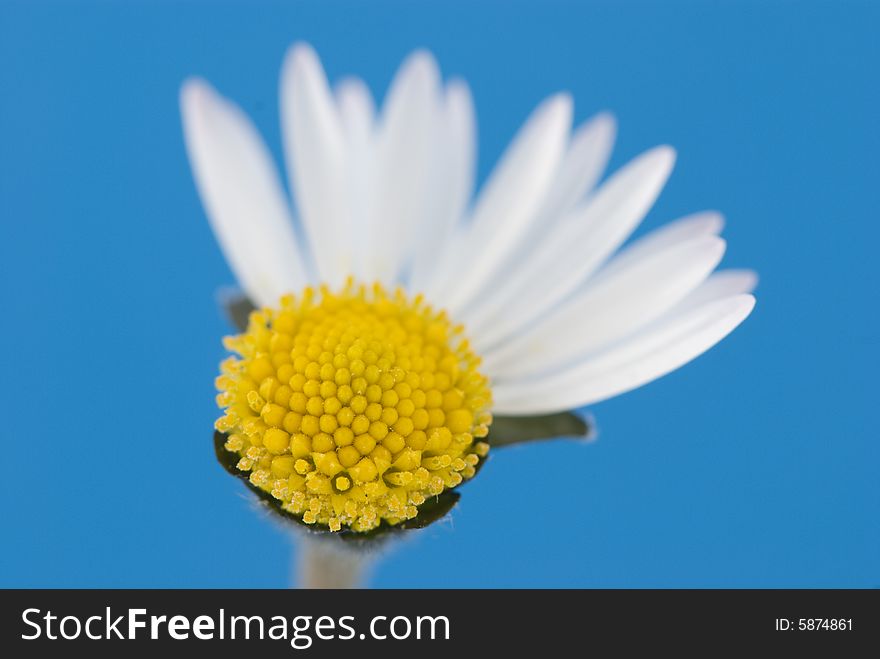 Closeup of a white daisy with only a few petals. Closeup of a white daisy with only a few petals