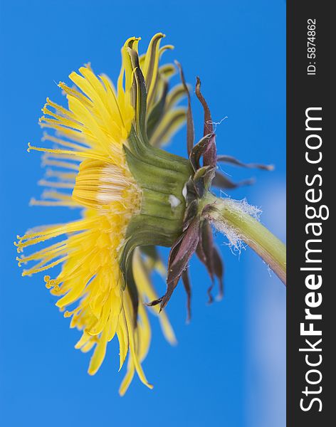 Yellow dandelion detail on blue background