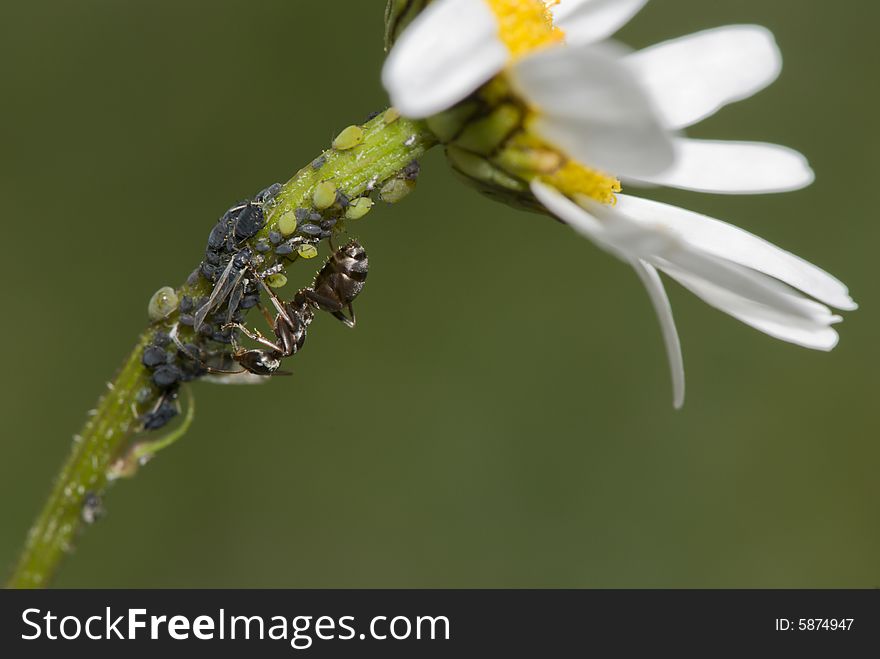 Closeup of insectcs on a white daisy against dark background. Closeup of insectcs on a white daisy against dark background