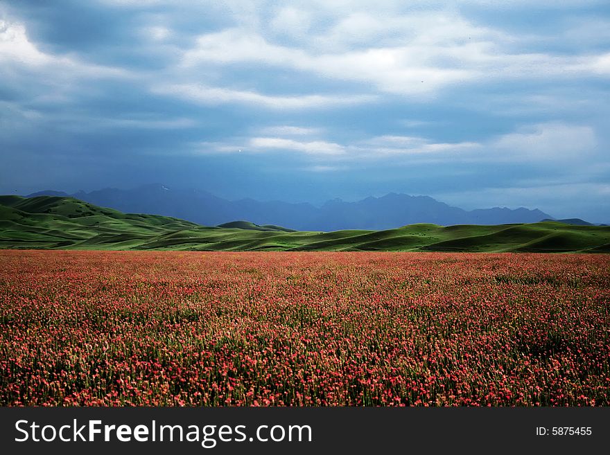 Nanshan mountain with beautiful flower in xinjiang provience china