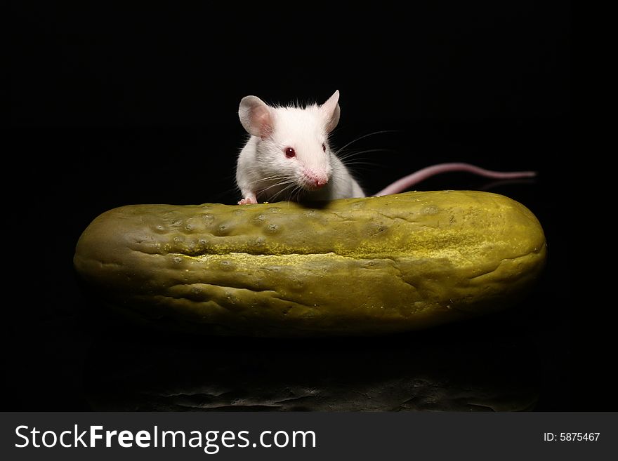 Photo of a mouse and a pickle against a black background. Photo of a mouse and a pickle against a black background.