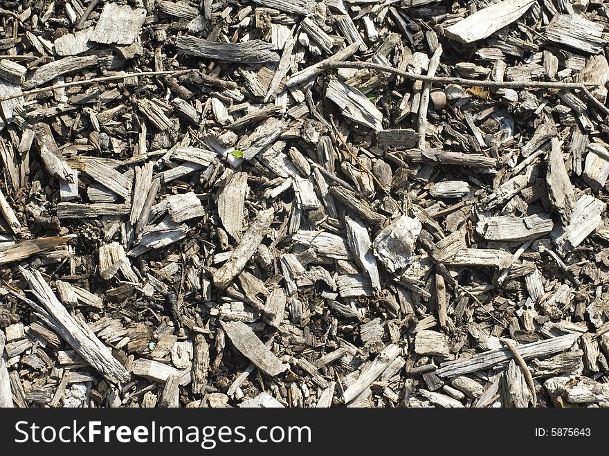 Many gray wood chips with a small plant sprouting.ï¿½