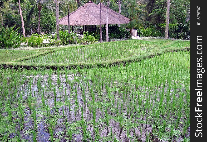 A rice bay in farm in Ubud area of Bali (Indonesia). A rice bay in farm in Ubud area of Bali (Indonesia)