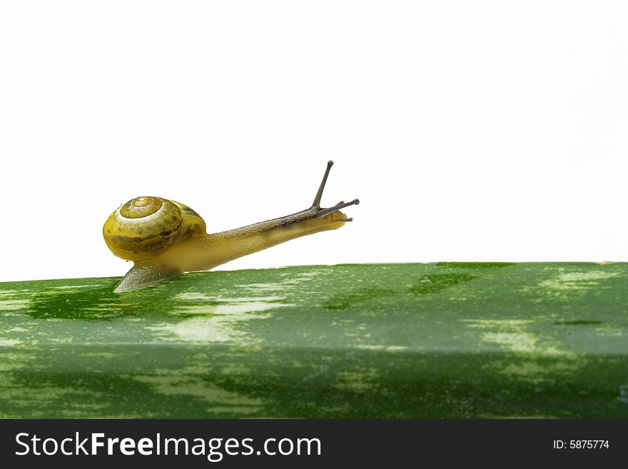 Snail walking on a leaf - white background