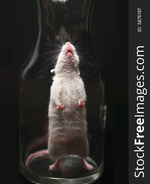 Photo of a mouse in a glass container against a black background. Photo of a mouse in a glass container against a black background.