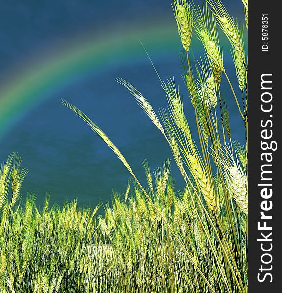 Rainbow over the wheat field. Rainbow over the wheat field