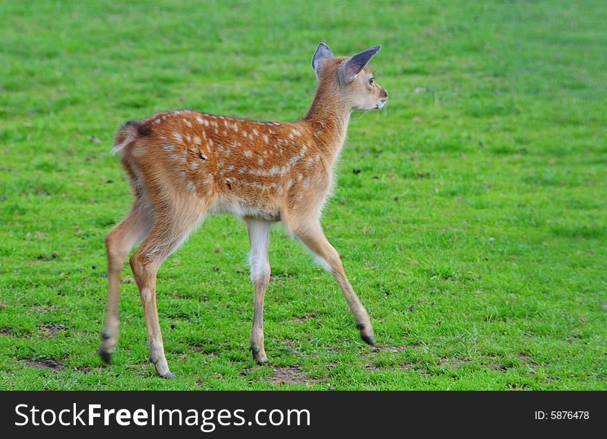 A shot of a young fallow deer