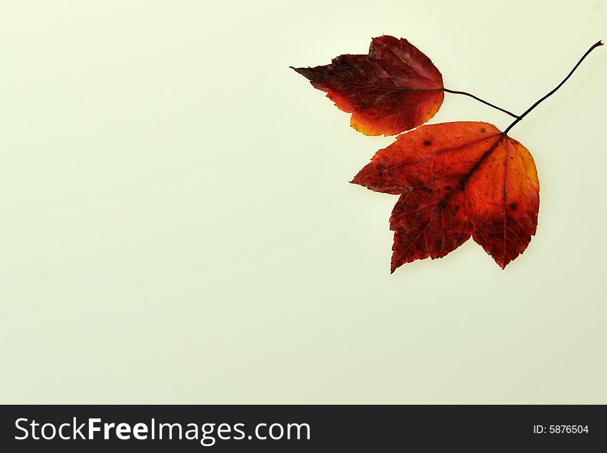 Cloese up of autumn leaves on white background. Cloese up of autumn leaves on white background.