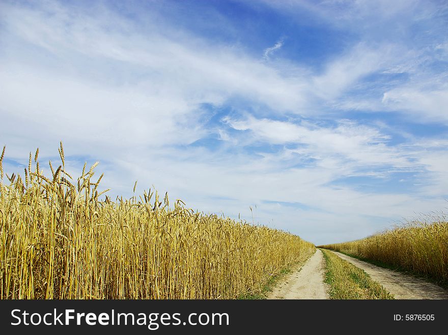 Road through the wheat field