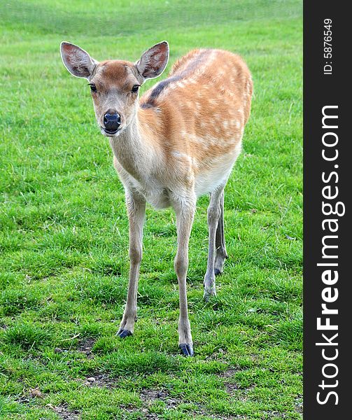 A shot of a young fallow deer