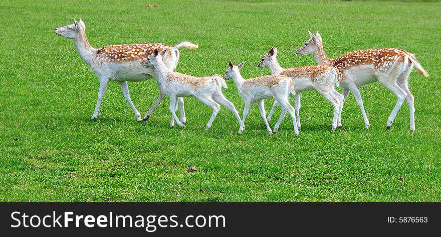 A shot of a pretty fallow deer family