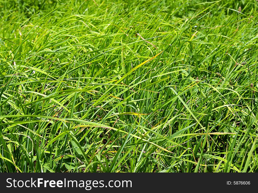 Green texture of grass is in a garden. Green texture of grass is in a garden
