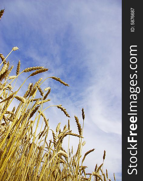 Ears of wheat on a background sky