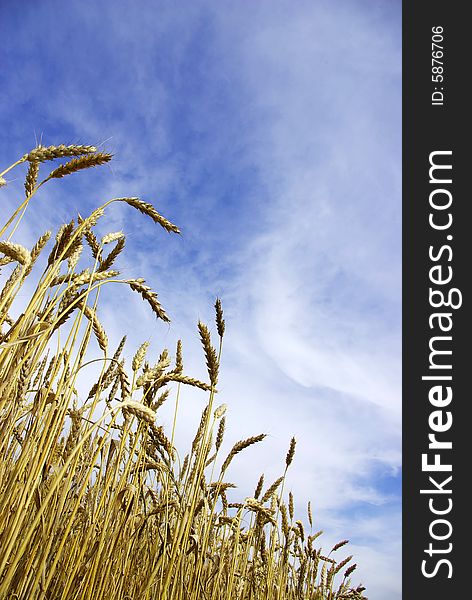 Ears of wheat on a background sky