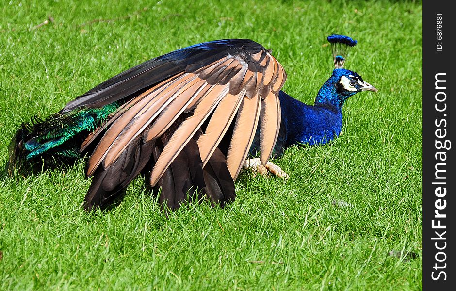A shot of a beautiful peacock resting on the grass