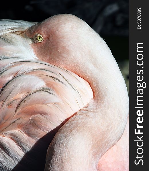 The close view of the pink flamingo hiding in his own feathers in Nassau town botanical garden, The Bahamas. The close view of the pink flamingo hiding in his own feathers in Nassau town botanical garden, The Bahamas.