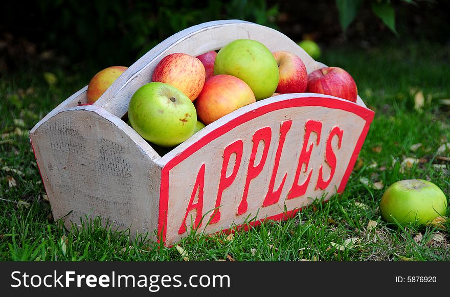 Shot of some apples picked from the garden trees