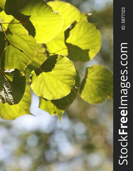 Bright green leaves in sunny summer day