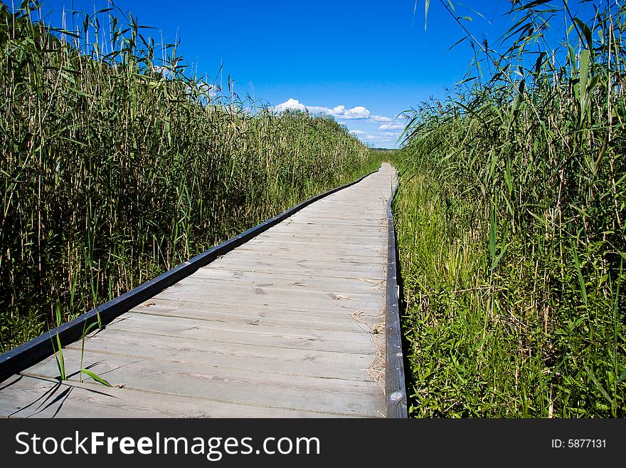 Long impressive boardwalk in reeds. Long impressive boardwalk in reeds