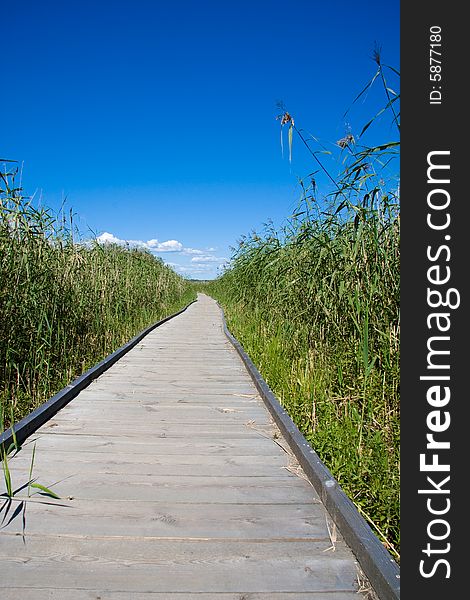 Long impressive boardwalk in reeds