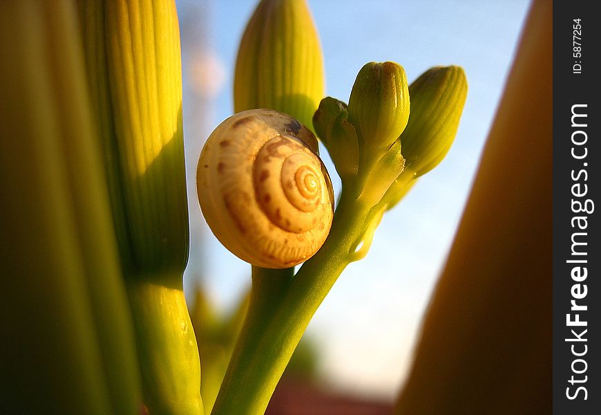 A snail sleeping on a flower. A snail sleeping on a flower.