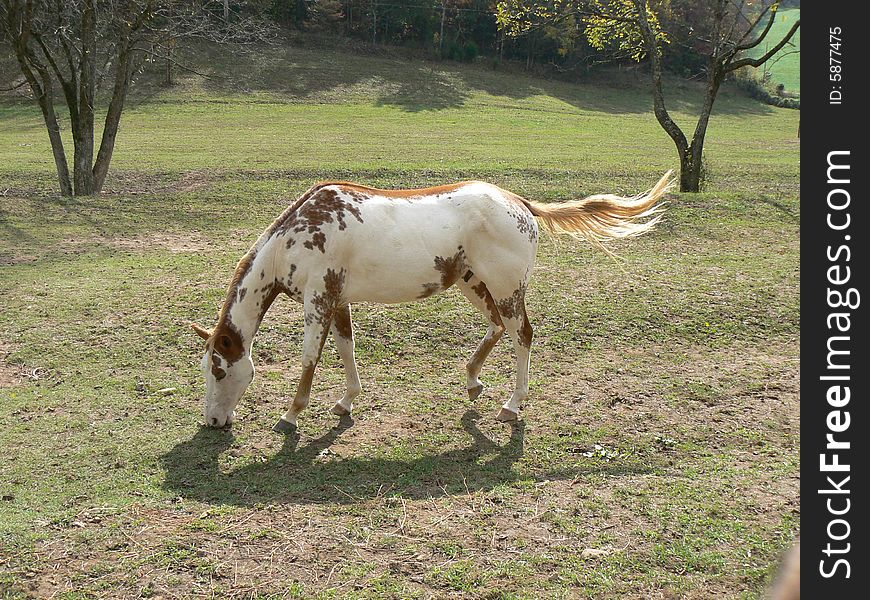 Spotted horse grazing with his tail blowing the cool fall afternnon breeze