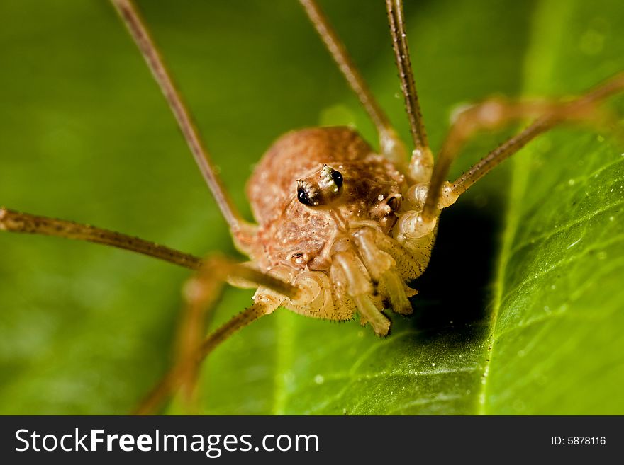 Closeup of a phalangid harvestman. Closeup of a phalangid harvestman