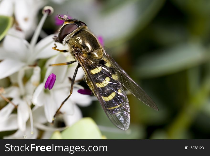Side view of hoverfly perched on a flower. Side view of hoverfly perched on a flower