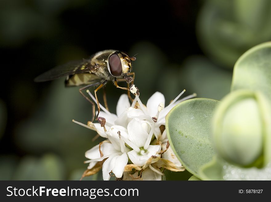 Closeup of a hoverfly feeding on the nectar of a flower. Closeup of a hoverfly feeding on the nectar of a flower